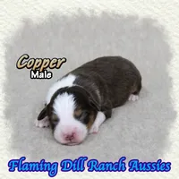 Copper, a male Toy Australian Shepherd for sale in Forestburg, TX – 4 of 5