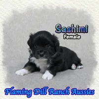 Sashimi, a female Toy Australian Shepherd for sale in Forestburg, TX – 4 of 5