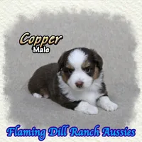 Copper, a male Toy Australian Shepherd for sale in Forestburg, TX – 3 of 5