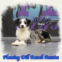 Brainy, a male Miniature Australian Shepherd for sale in Forestburg, TX – Photo 4 of 5