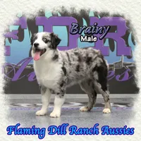 Brainy, a male Miniature Australian Shepherd for sale in Forestburg, TX – Photo 2 of 5