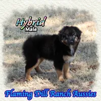 Hybrid, a male Miniature Australian Shepherd for sale in Forestburg, TX – 2 of 5