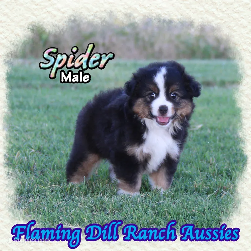 Spider – Toy Australian Shepherd puppy for sale in Forestburg, TX