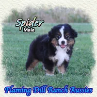 Spider, a male Toy Australian Shepherd for sale in Forestburg, TX – 1 of 5