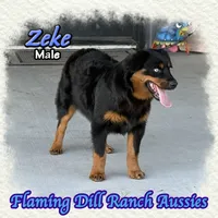 Zeke, a male Miniature Australian Shepherd for sale in Forestburg, TX – 2 of 5