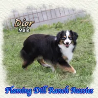 Dior, a male Toy Australian Shepherd for sale in Forestburg, TX – 2 of 5