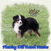 Dior, a male Toy Australian Shepherd for sale in Forestburg, TX – 1 of 5