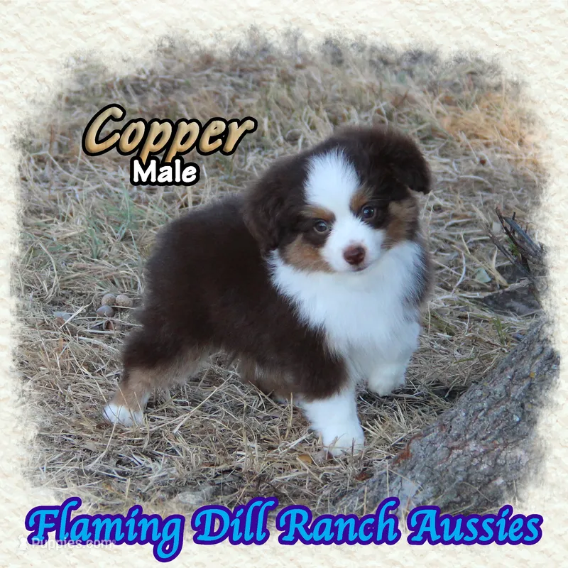 Copper – Toy Australian Shepherd puppy for sale in Forestburg, TX