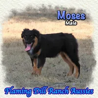 Moses, a male Miniature Australian Shepherd for sale in Forestburg, TX – 4 of 5