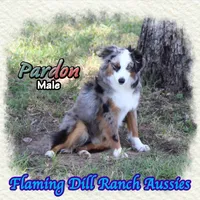 Pardon, a male Toy Australian Shepherd for sale in Forestburg, TX – 3 of 5