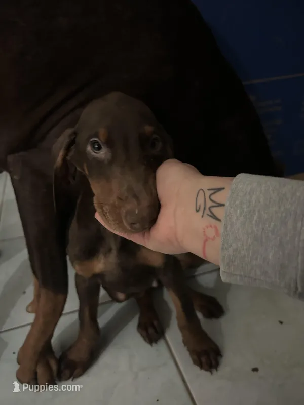 Whatever you want to name her/them – Doberman Pinscher puppy for sale in Los Angeles, CA