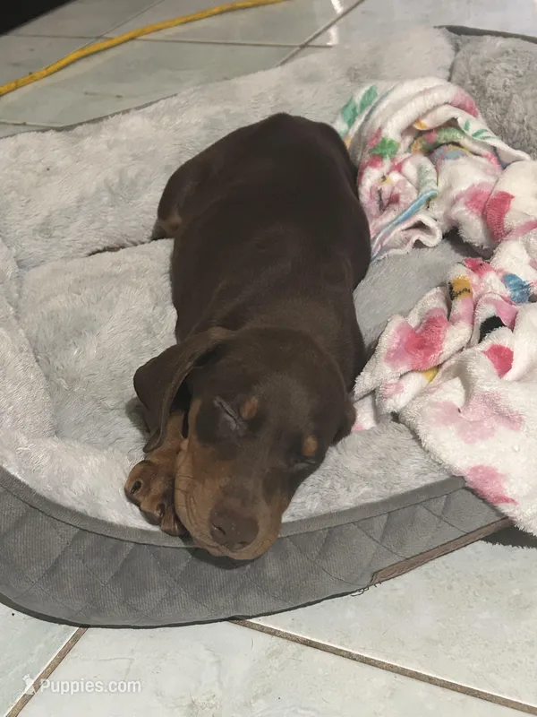 Puppy, a female Doberman Pinscher for sale in Los Angeles, CA – Photo 1 of 3