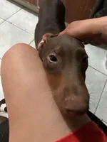 Whatever you want to name her , a female Doberman Pinscher for sale in Los Angeles, CA – Photo 3 of 3