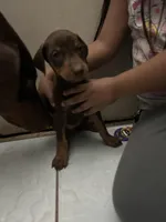 Puppy, a female Doberman Pinscher for sale in Los Angeles, CA – Photo 2 of 3