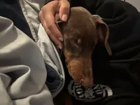 Whatever you want to name her , a female Doberman Pinscher for sale in Los Angeles, CA – Photo 2 of 3