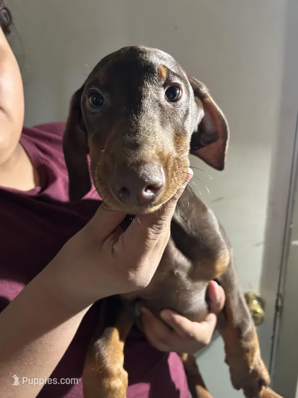 Puppy – Doberman Pinscher puppy for sale in Los Angeles, CA