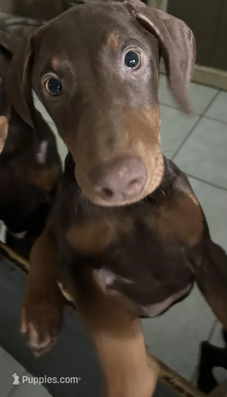 Whatever you want to name her  – Doberman Pinscher puppy for sale in Los Angeles, CA