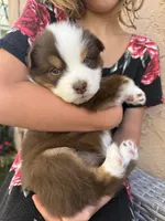 Bella, a female Australian Shepherd for sale in San Diego, CA – 6 of 8