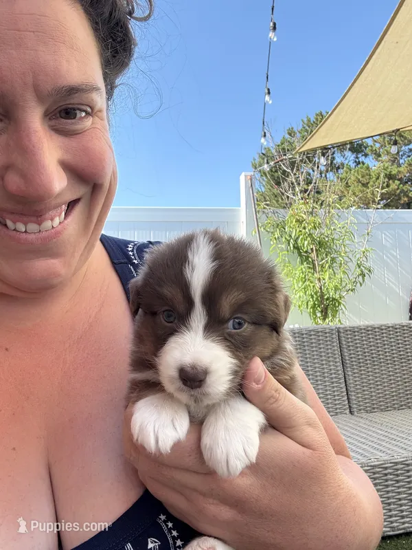 Bella – Australian Shepherd puppy for sale in San Diego, CA