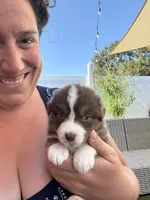Bella, a female Australian Shepherd for sale in San Diego, CA – 1 of 8