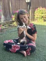 Bella, a female Australian Shepherd for sale in San Diego, CA – 4 of 8