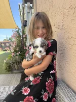 Beau, a male Australian Shepherd for sale in San Diego, CA – 2 of 5