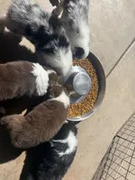 Bella, a female Australian Shepherd for sale in San Diego, CA – 2 of 8