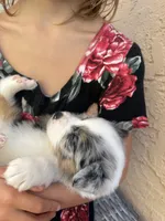 Beau, a male Australian Shepherd for sale in San Diego, CA – 1 of 5
