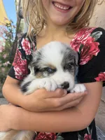 Beau, a male Australian Shepherd for sale in San Diego, CA – 3 of 5