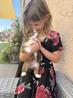 Bella, a female Australian Shepherd for sale in San Diego, CA – 7 of 8