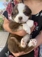 Bella, a female Australian Shepherd for sale in San Diego, CA – 5 of 8