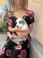 Beau, a male Australian Shepherd for sale in San Diego, CA – 4 of 5