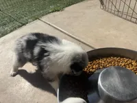 Beau, a male Australian Shepherd for sale in San Diego, CA – 5 of 5
