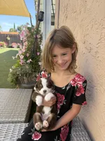 Bella, a female Australian Shepherd for sale in San Diego, CA – 8 of 8