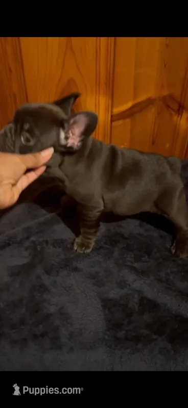 Persa  – French Bulldog puppy for sale in Huntsville, AL