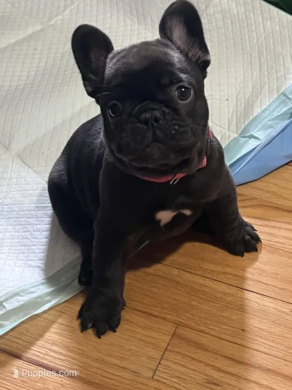 Persa  – French Bulldog puppy for sale in Huntsville, AL