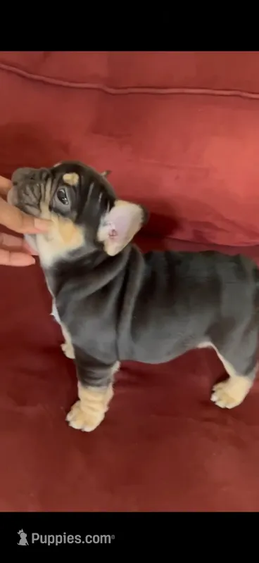 Athena  – French Bulldog puppy for sale in Huntsville, AL