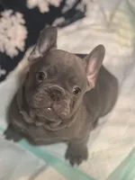 Kingston , a male French Bulldog for sale in Huntsville, AL – Photo 3 of 4