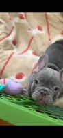Kingston , a male French Bulldog for sale in Huntsville, AL – Photo 2 of 4