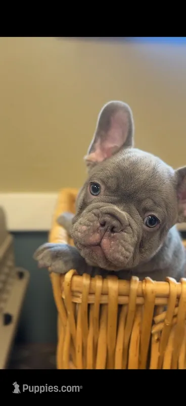 Kingston  – French Bulldog puppy for sale in Huntsville, AL