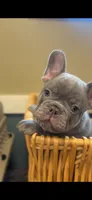 Kingston , a male French Bulldog for sale in Huntsville, AL – Photo 1 of 4
