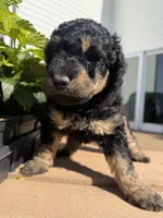 Sunny , a female Goldendoodle for sale in Defiance, OH – 2 of 4
