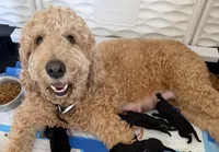 Iris, a female Goldendoodle for sale in Defiance, OH – 3 of 4