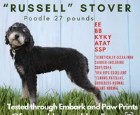 Peony, a female Goldendoodle for sale in Defiance, OH – 4 of 4