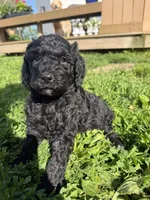 Dahlia , a female Goldendoodle for sale in Defiance, OH – 2 of 4