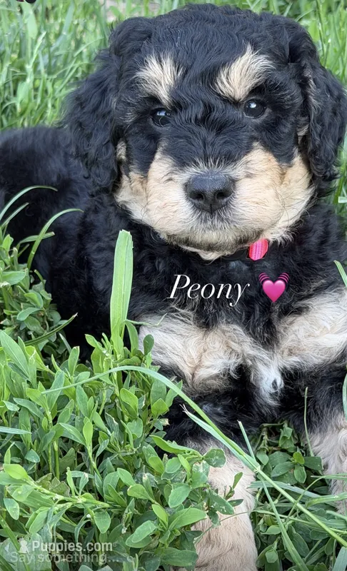 Peony – Goldendoodle puppy for sale in Defiance, OH