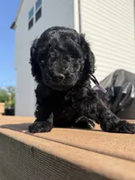 Iris, a female Goldendoodle for sale in Defiance, OH – 2 of 4