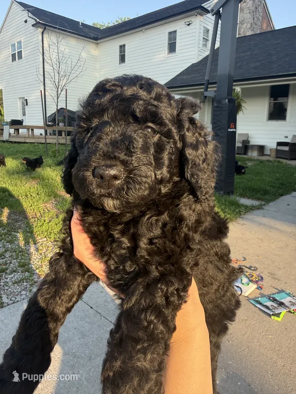 Dahlia  – Goldendoodle puppy for sale in Defiance, OH