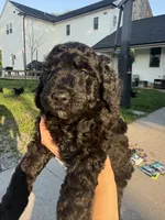 Dahlia , a female Goldendoodle for sale in Defiance, OH – 1 of 4
