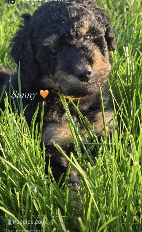 Sunny  – Goldendoodle puppy for sale in Defiance, OH